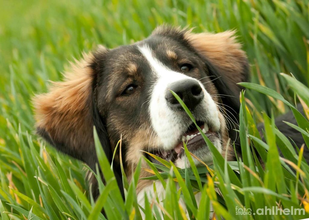 Fotostudio Ahlhelm Tiere Outdoor Hund im Gras